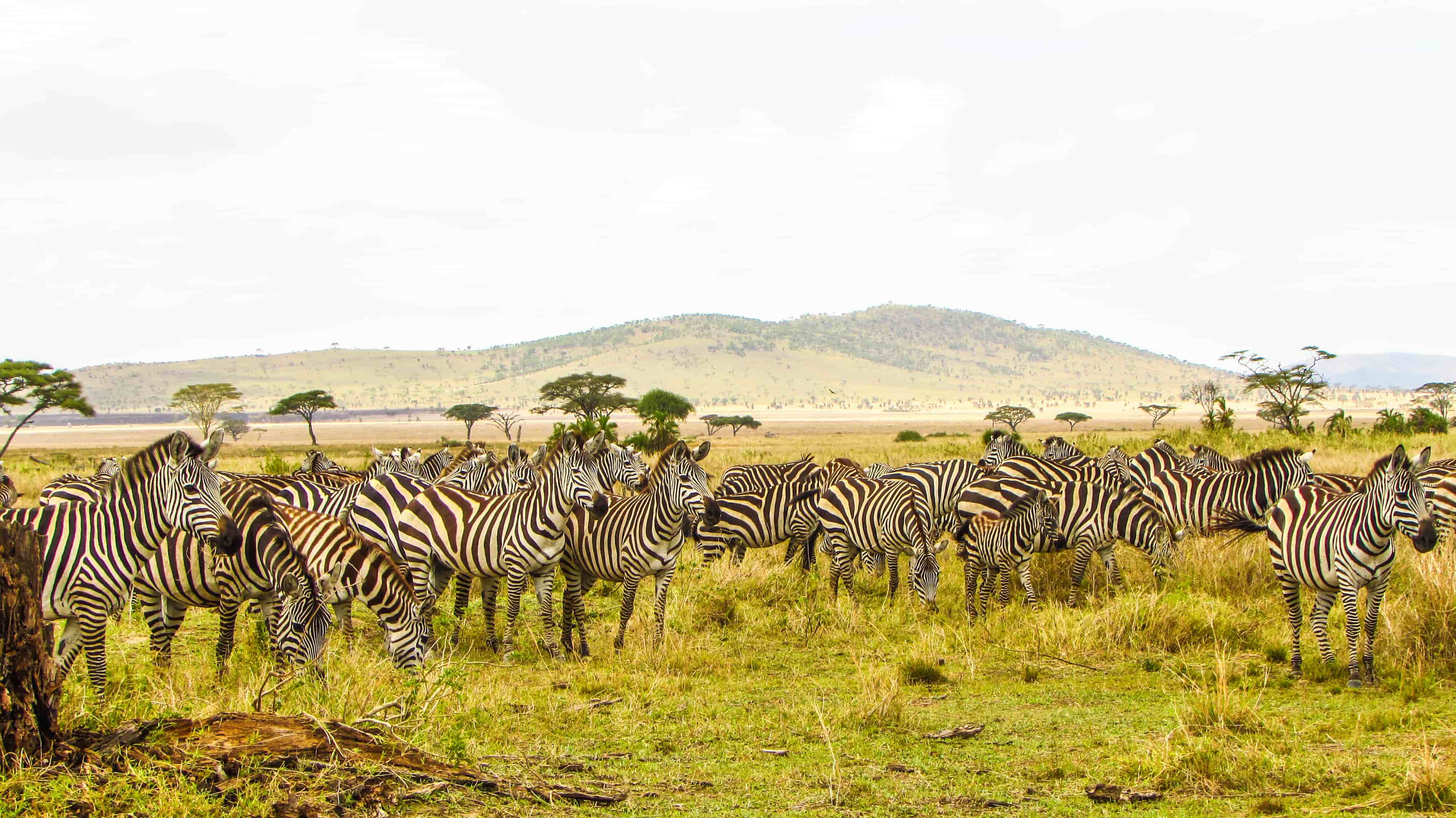 Best time to visit Tanzania and visit Serengeti National Park